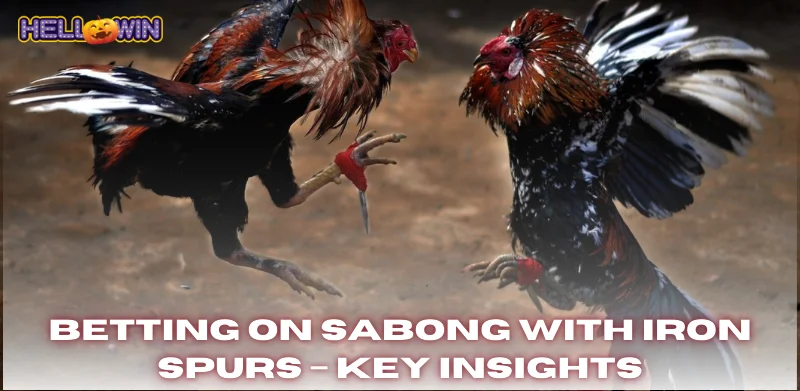 Sabong with Iron Spurs – The Science of Weaponized Cockfighting 2 Betting on sabong with iron spurs key insights