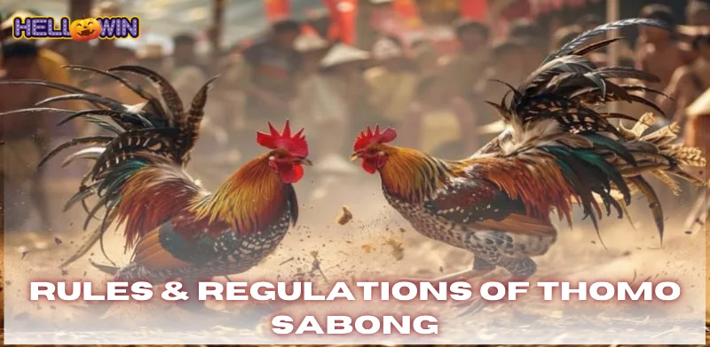 Thomo Sabong – Master the Art of Competitive Cockfighting 2 Rules and regulations of thomo sabong
